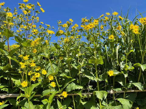 Cup plant, Silphium perfoliatum