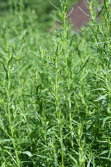 Tarragon, Artemisia Dracunculus