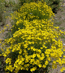 Yellow linen, Linum, flavum