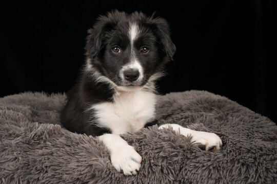 Border collie puppy sitting on pet bed against black background