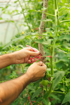 Hands of farmer tying red string to plant stem in greenhouse
