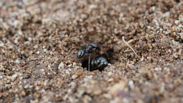 A large ant digs a hole in the sand, and a small one interferes with it. Macro shot.