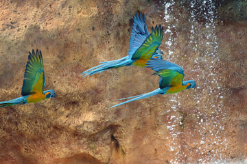 The blue-throated macaw (Ara glaucogularis) or Ara caninde, also known as the Caninde macaw or...