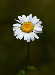 Obraz premium Roman Bertram, Anacycle pyrethrum