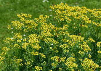 Rue, Ruta graveolens