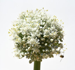 Onion, Allium cepa, blosom