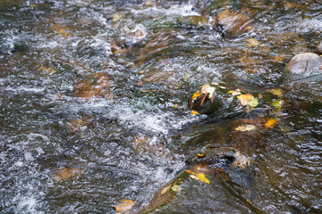 The clear mountain stream is flowing