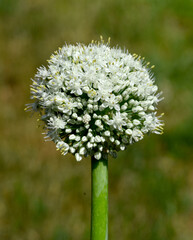 Onion, Allium cepa, blosom