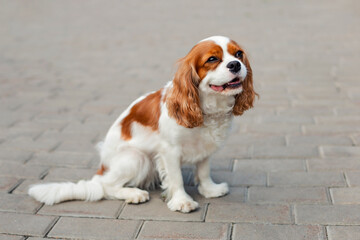 Cavalier King Charles Spaniel sits waiting on the sidewalk