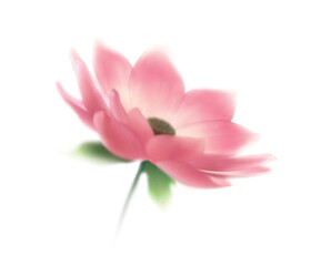 Lotus Flower, isolated on white background, realism, photo realistic