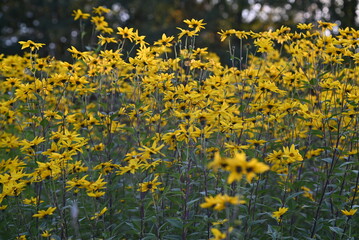 Field of small sunflowers in the evening sun