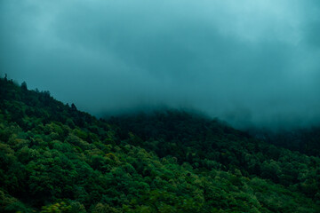 Obraz premium fog in the forest in a mountainous region near Grenoble