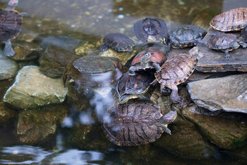 The Little Turtle on the Stone in the Water