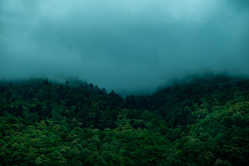 Fototapeta na wymiar fog in the forest in a mountainous region near Grenoble