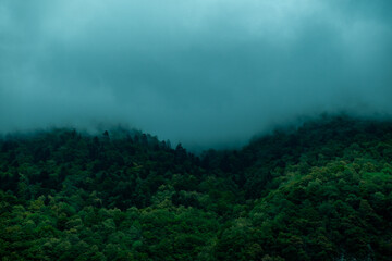 Fototapeta na wymiar fog in the forest in a mountainous region near Grenoble