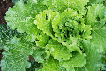 Fresh cabbage is planted in the field