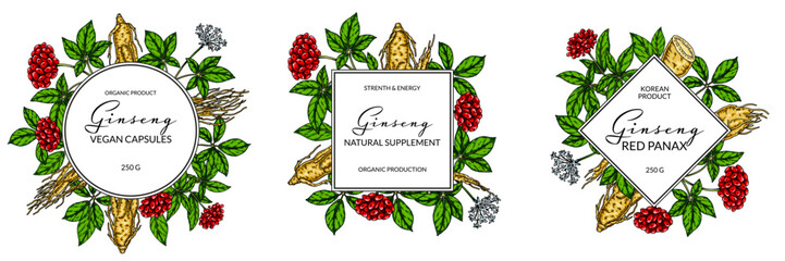 Set of ginseng colorful frames. Hand drawn botanical vector illustration in sketch style. Design for logo, packaging, label, badge. Herbal medicine background