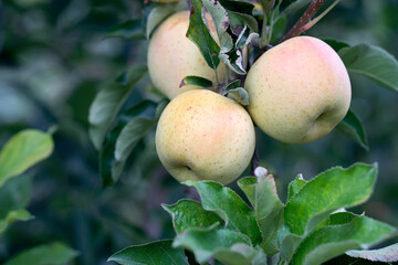 Red Fuji apples with ripe branches