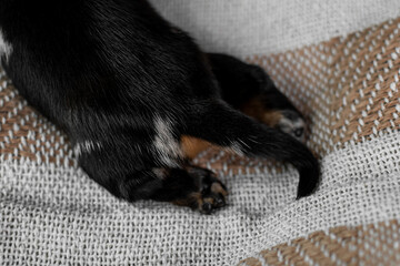The paw of a newborn dachshund