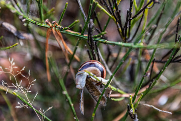 snail on a branch