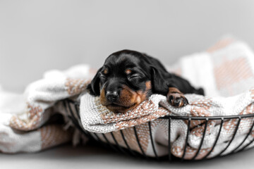 Cute newborn dachshund puppy sleeping on a blanket