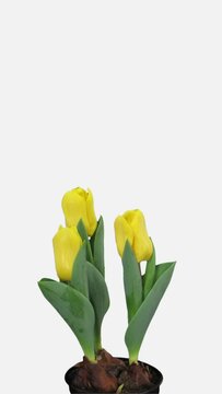 Time lapse of growing and opening yellow tulip bouquet in a pot isolated on white background, vertical orientation