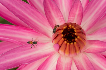 Close up image of Honey Bee on a pink flower.