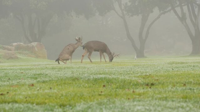 Wild deer defecating or peeing while grazing on green lawn, foggy forest trees. Young animal pooping or pissing on grass. Mammal defecation in nature. Digestive system. Funny pose or comic posture.