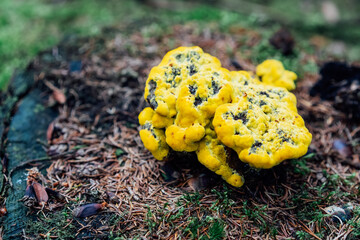 Strange,unknown yellow fungus growing on trees stump in autumn forest. nature in fall season. Toxic...