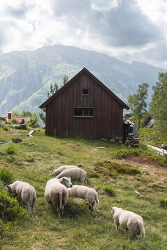 Sheep Grazing On Grass In Front Of Mountain Hut