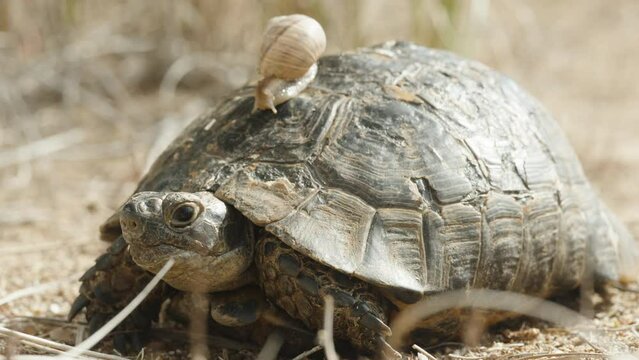 Snail crawling on top of the turtle shell, close-up.