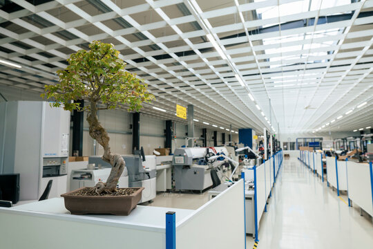 Bonsai Tree Kept On Table In Industry