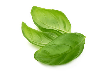 Sweet basil herb leaves, close-up, isolated on white background. Sweet Genovese basil.