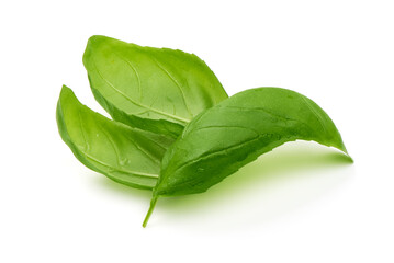 Fresh organic basil leaves, isolated on white background.