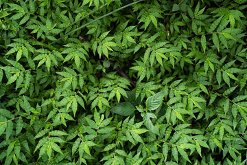 Basket grass full frame background.  Natural green leaf wallpaper.