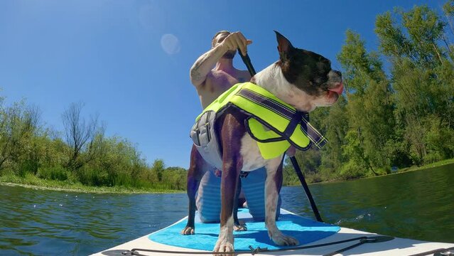 Adorable Boston Terrier on Paddleboard Wearing Life Jacket