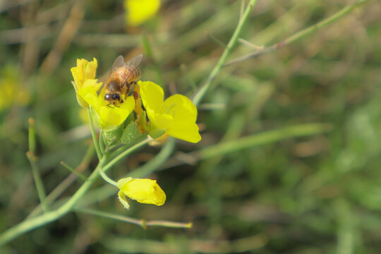 Bee on a arugula flower against a blurry background. Selective focus of a bee pollinating on a yellow blossomed perennial wall-rocket flower