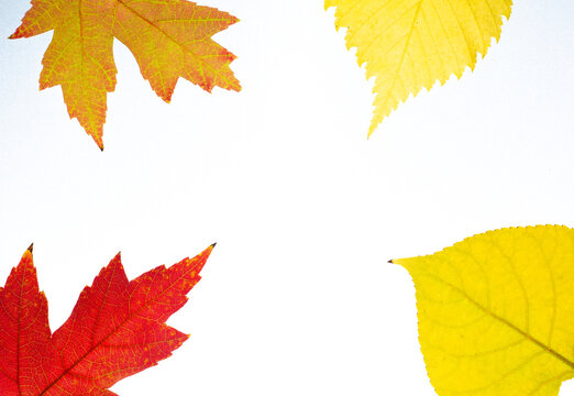  Collection of multicolored fallen autumn leaves isolated on white background.Isolated leaves.Copy space 