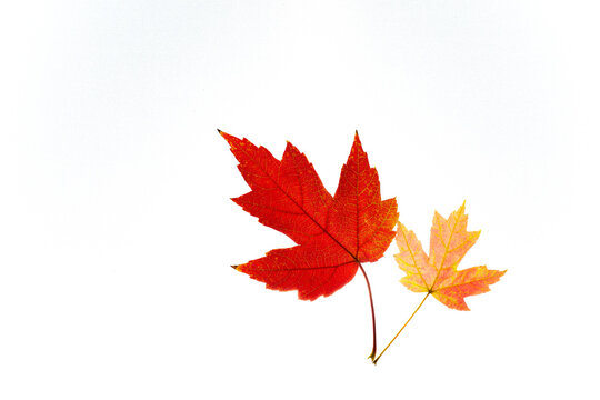  Two maple leaves yellow and red isolated on white background.Isolated leaves.Copy space .Autumn red and yellow leaves on white background, top view