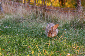 Fluffy eared rabbit sits on a green meadow and eats green grass in the evening