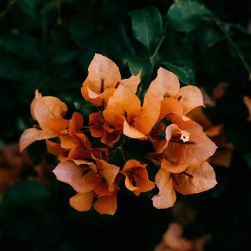 Closeup of pink Bougainvillea buttiana flowers in the dark garden
