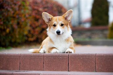  Portrait of beautiful purebred pembroke welsh corgi , dog in the city