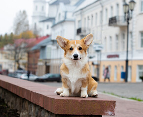  Portrait of beautiful purebred pembroke welsh corgi , dog in the city