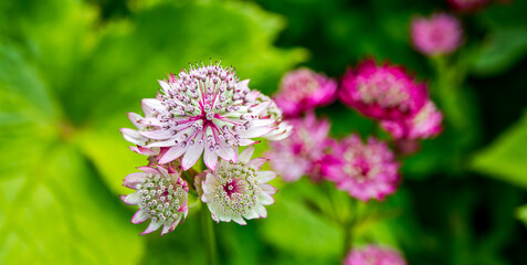 Beautiful flowers in the garden with green background