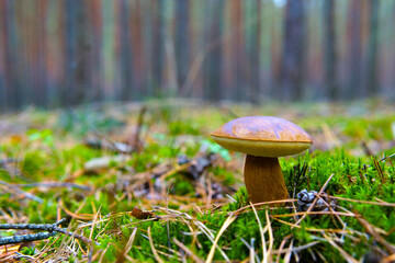 Mushroom in the forest