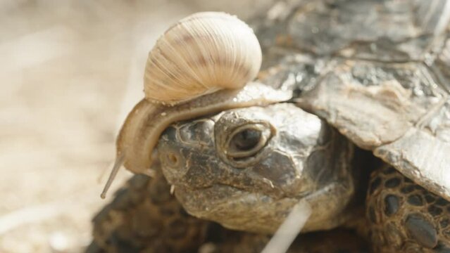Snail crawling on the head of a turtle, close-up.