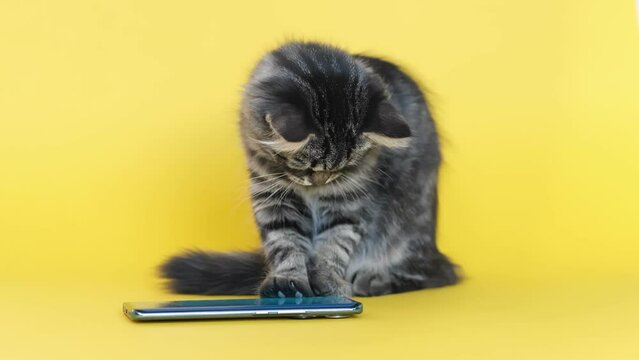 little domestic kitten playing in a smartphone trying to catch a fish. Funny pet and information technology. lovely cute cat and gadgets on a yellow background