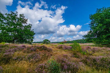 Tongerense heide