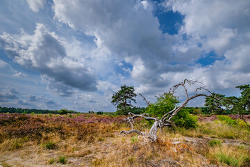 Tongerense heide
