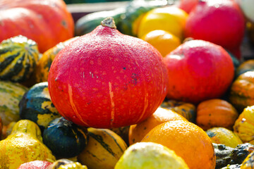 Hokkaido pumpkin at the stall in the field